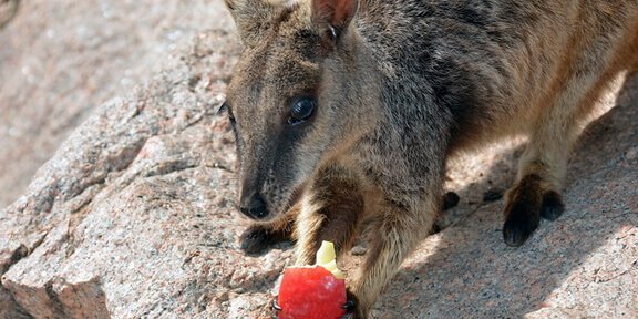 Australia News is LIVE online